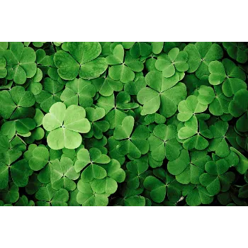 Natural Herbal Plant